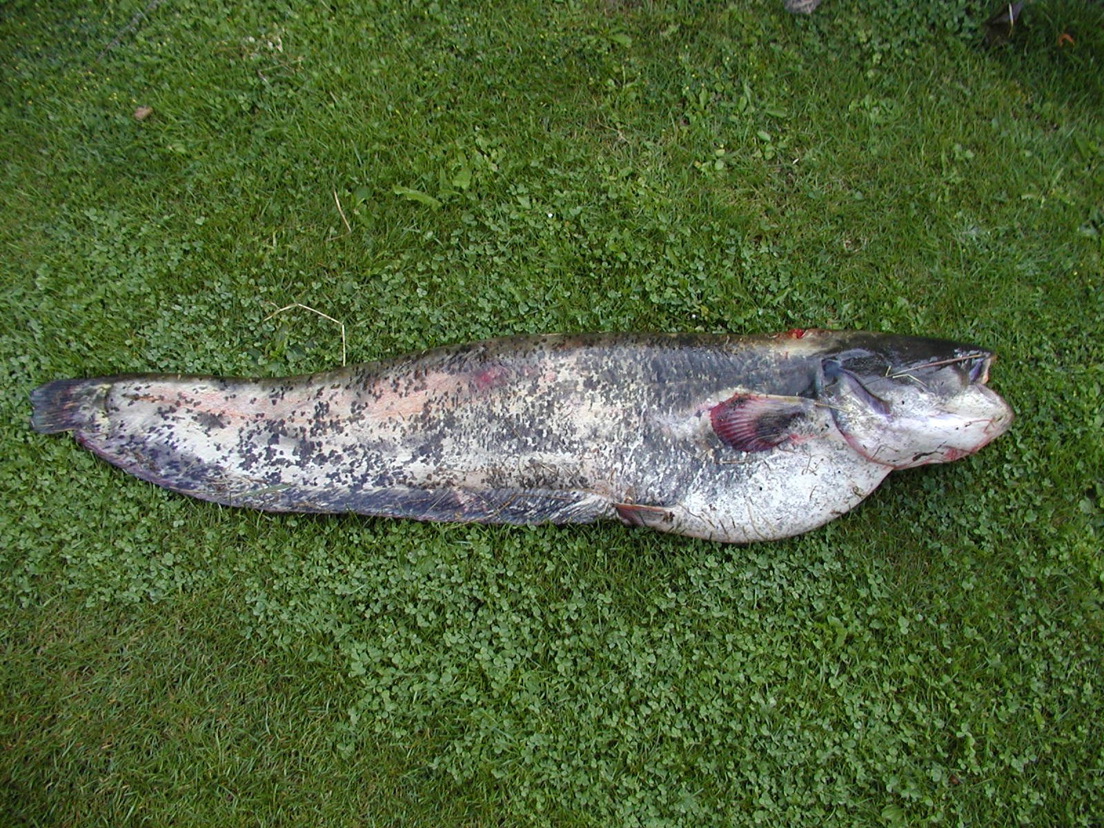 Berounka-červenec 2009-130 cm,19 kg.JPG
